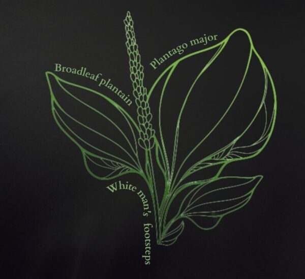 Broadleaf Plantain T- Shirt - Image 5